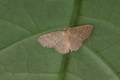 Pleuroprucha hypoxia