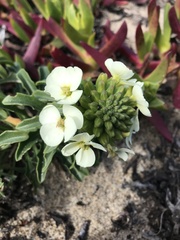 Erysimum concinnum