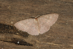 Pleuroprucha hypoxia