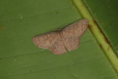 Pleuroprucha hypoxia