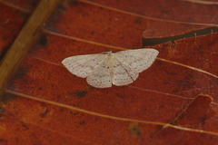 Pleuroprucha hypoxia