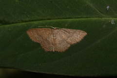 Pleuroprucha hypoxia