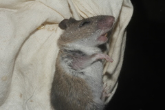 Peromyscus leucopus texanus