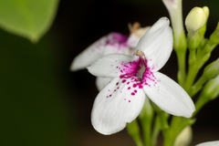 Pseuderanthemum carruthersii