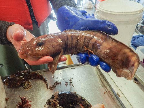 Newfoundland Eelpout