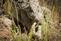 Crocodylus niloticus cowiei