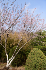 Prunus davidiana