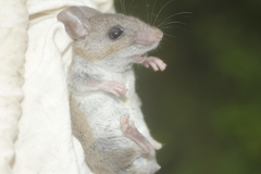 Peromyscus leucopus texanus