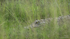 Crocodylus niloticus cowiei