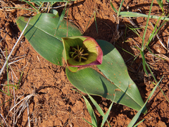 Colchicum coloratum