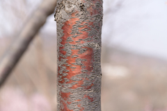 Prunus davidiana