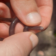 Afrotyphlops fornasinii