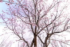 Prunus davidiana