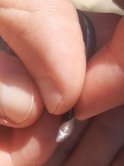 Afrotyphlops fornasinii