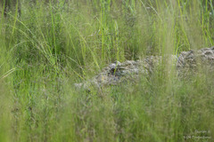 Crocodylus niloticus cowiei