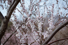 Prunus davidiana
