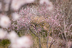 Prunus davidiana