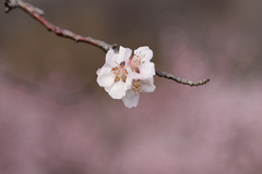 Prunus davidiana