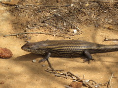 Trachylepis brevicollis