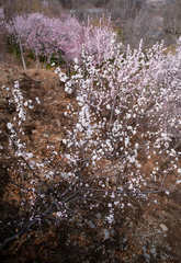 Prunus davidiana