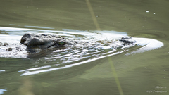 Crocodylus niloticus cowiei