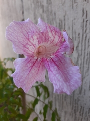 Podranea