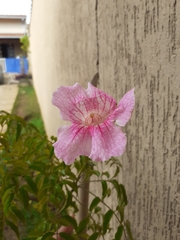 Podranea