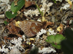 Boloria improba youngi