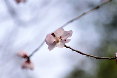 Prunus davidiana