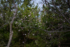 Prunus davidiana