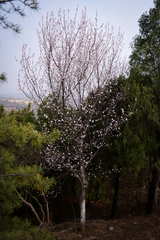 Prunus davidiana