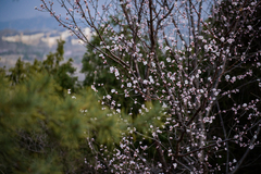 Prunus davidiana
