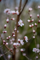 Prunus davidiana