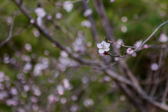 Prunus davidiana