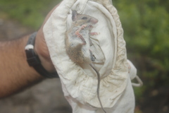 Peromyscus leucopus texanus