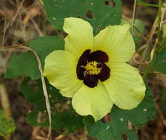 Hibiscus calyphyllus