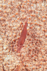 Zenopontonia soror