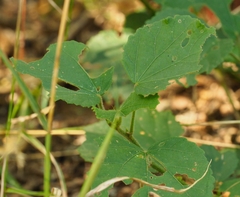 Hibiscus calyphyllus