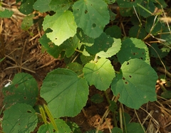 Hibiscus calyphyllus