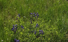 Baptisia australis aberrans