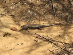 Trachylepis brevicollis
