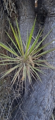 Yucca periculosa