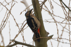 Dendrocopos syriacus
