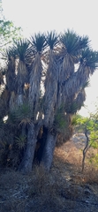 Yucca periculosa