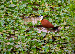 Actophilornis africanus
