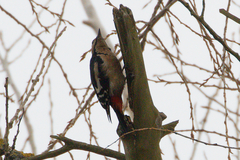 Dendrocopos syriacus