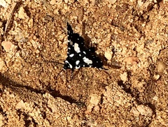 Pseudothyris sepulchralis