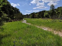 Baptisia australis aberrans