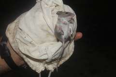 Peromyscus leucopus texanus