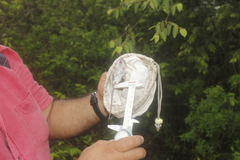 Peromyscus leucopus texanus